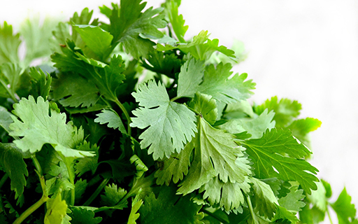 Cilantro