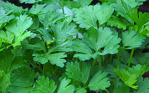 parsley